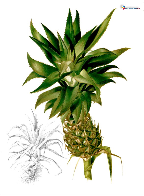 Внешний вид растения и соплодия ананаса