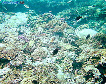 Погружение у Коралловых садов, Пуэрто-Галера, о. Миндоро Филиппины