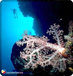 Погружение у рифа Джесси Бизли, море Сулу, Филиппины