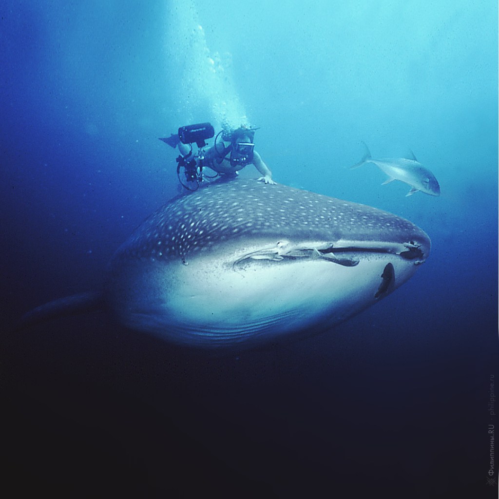 Китовая акула