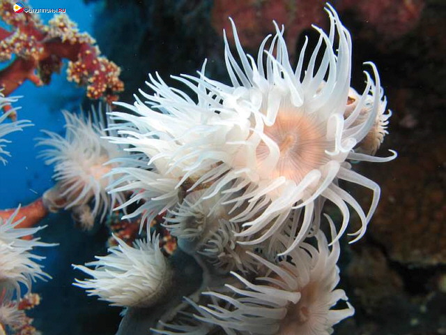 Белый коралл. Напалинг, Бохол, Филиппины