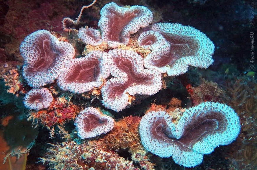 Кораллы Панглао