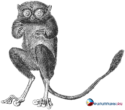 ��������-���������� (�������� ���������, Tarsius spectrum, Tarsius tarsier)