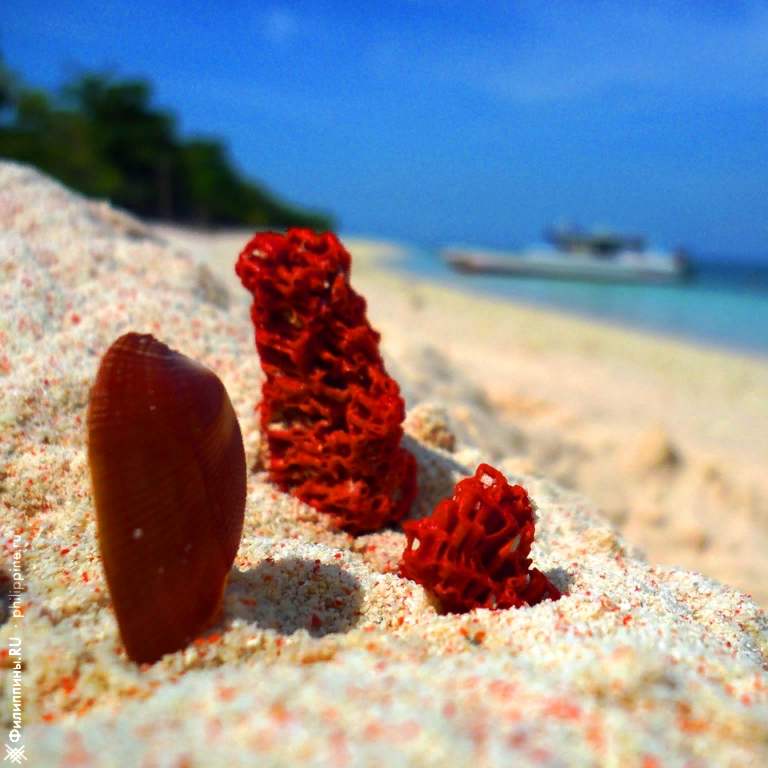 Кусочки кораллов и ракушки в розовом песке пляжа