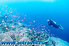 Отель Badian Island Resort & Spa, Филиппины